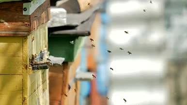 蜜蜂采蜜回家在蜂巢口来回视频的预览图